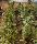 Click for 17 image(s) for this accession. PLANT